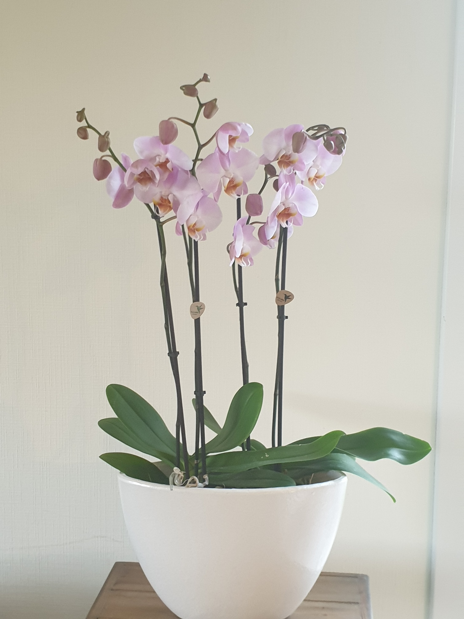 orchidee met pot