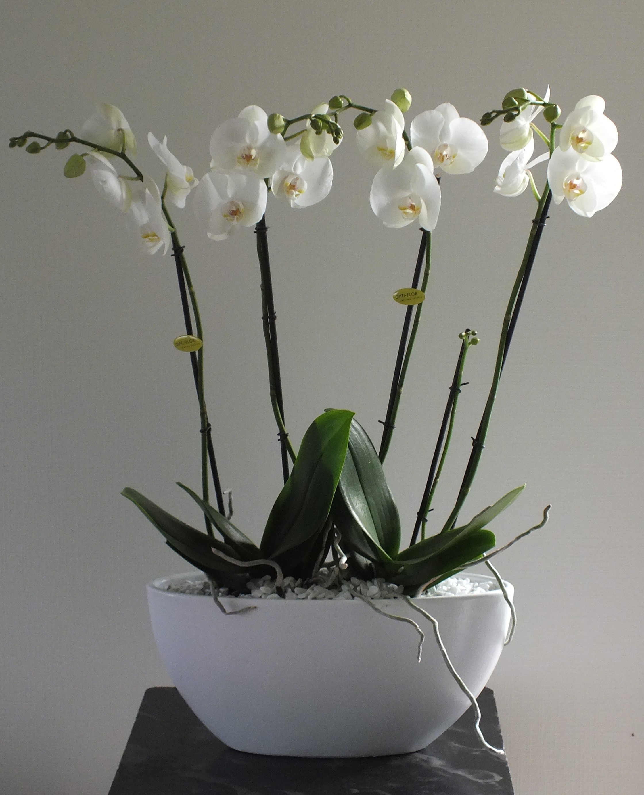 Nr 50 4 takken orchidee wit in pot